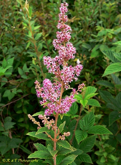{Spiraea tomentosa}